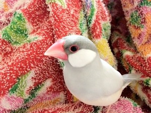 写真 (18)