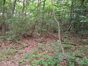 IMG_4253