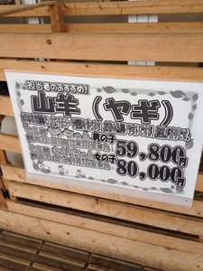 写真 (78)