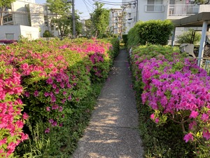 IMG-5505