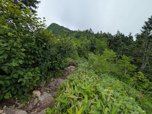コルから四阿山へ