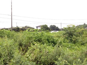 写真 5 (3)