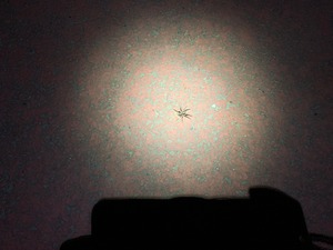 IMG_3965