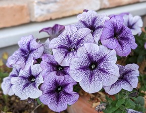 PXL_20240103_224301913.PORTRAIT