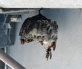 IMG_5396