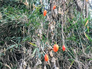 IMG_0661
