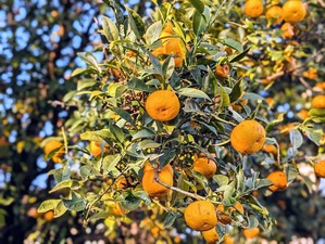 PXL_20231224_064114353.PORTRAIT