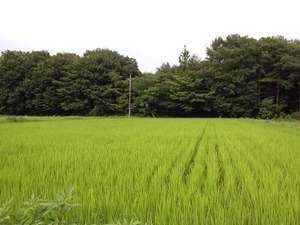 IMG_4209