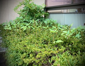 IMG_2473 1