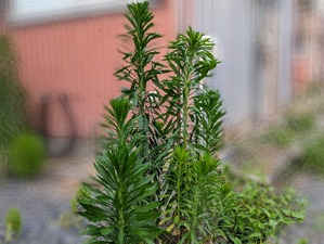 PXL_20240608_093244529.PORTRAIT~2