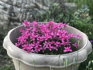 IMG_4456