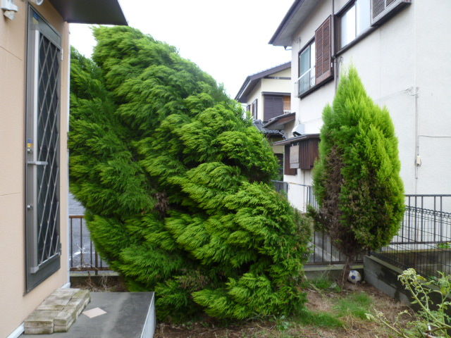 賃貸管理クレーム日記 軽い気持ちで植えちゃうと