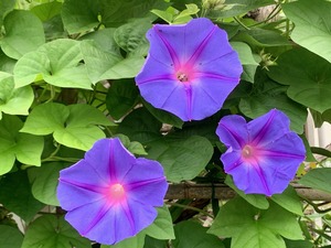 IMG_0977 (1)