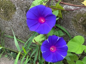 IMG_7259