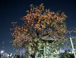 PXL_20241111_124308859.NIGHT
