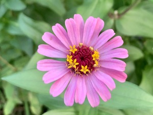 IMG_2587