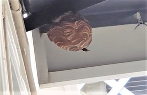 suzumebati1