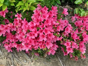 IMG_0742