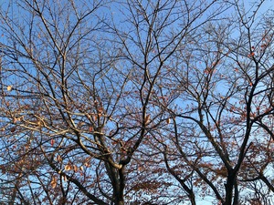 IMG_7719