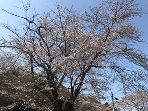IMG_9878