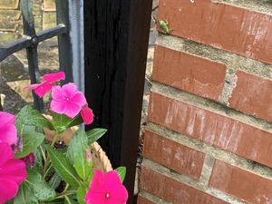 IMG_2090