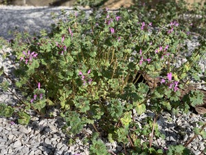 IMG_0822 1