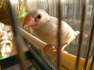 シルバー文鳥