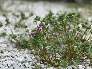 IMG_9751