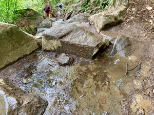 IMG_4264