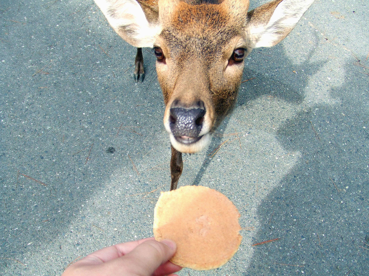 鹿せんべいを求めて彷徨う奈良の鹿のなぞ B B L T 鹿せんべいを求めて彷徨う奈良の鹿のなぞ B B L T