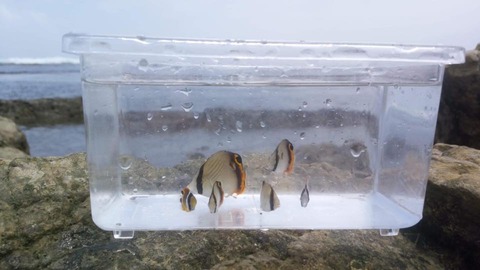 68245185_2456036501143499_6186617725205348352_n