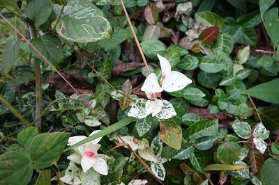 10-27hatuyukikazura-d