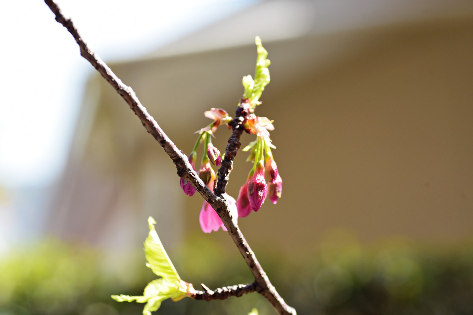 河津桜の蕾