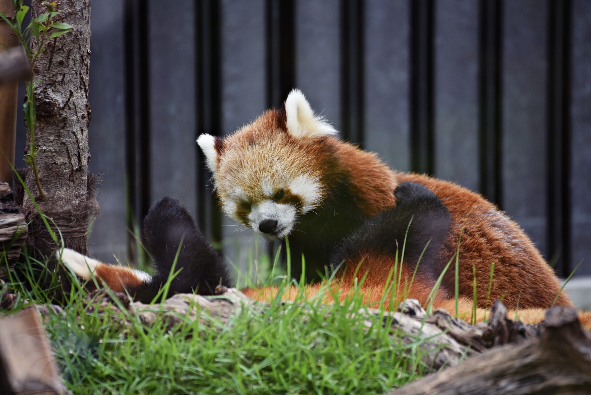 上野動物園_9 .29(3)