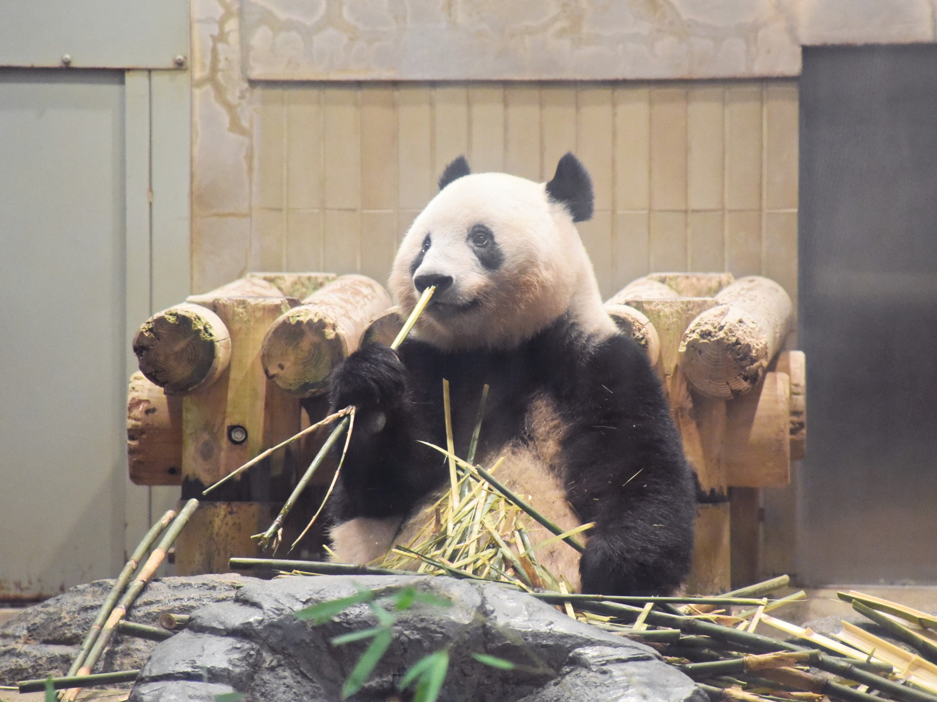 上野動物園へ 5 17 5 25 22 くまちゃん日記 映画とグルメとラグビーと