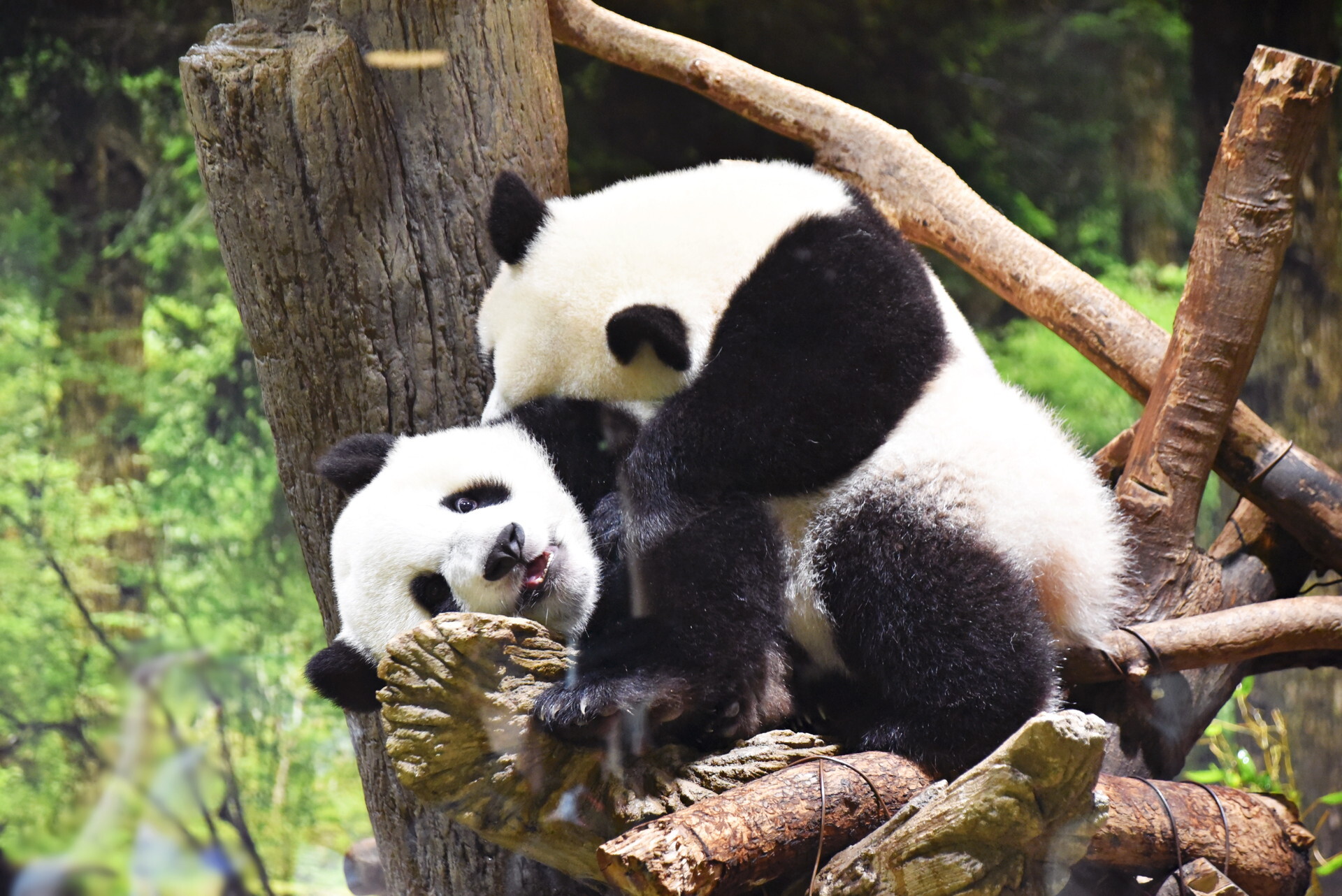 上野動物園へ 7 30 22 くまちゃん日記 映画とグルメとラグビーと