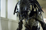 AVP2