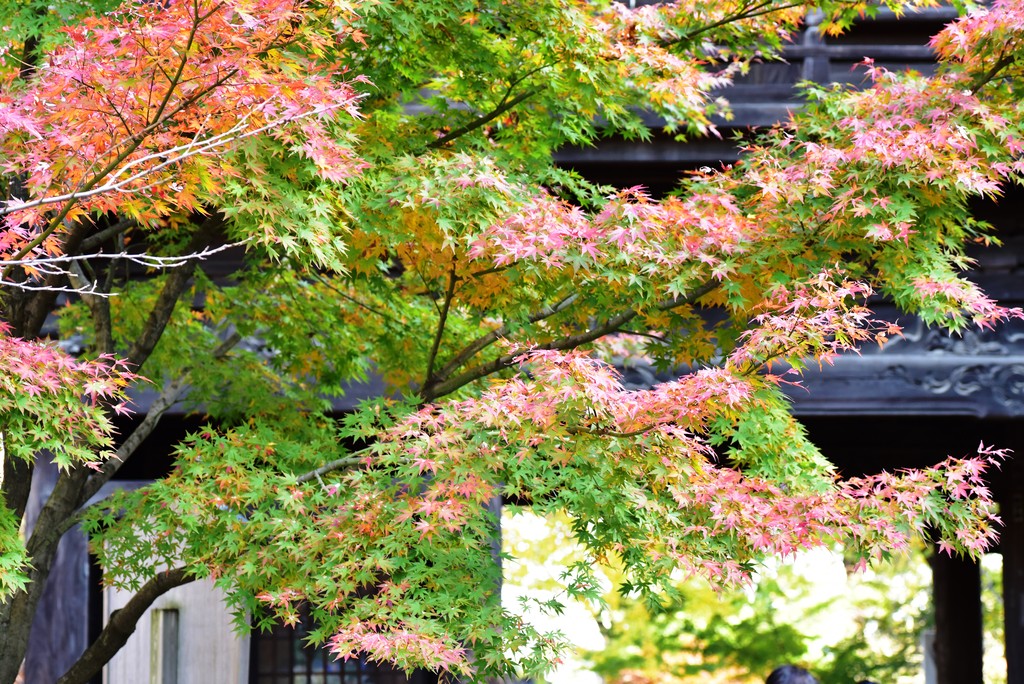 DSC_6956