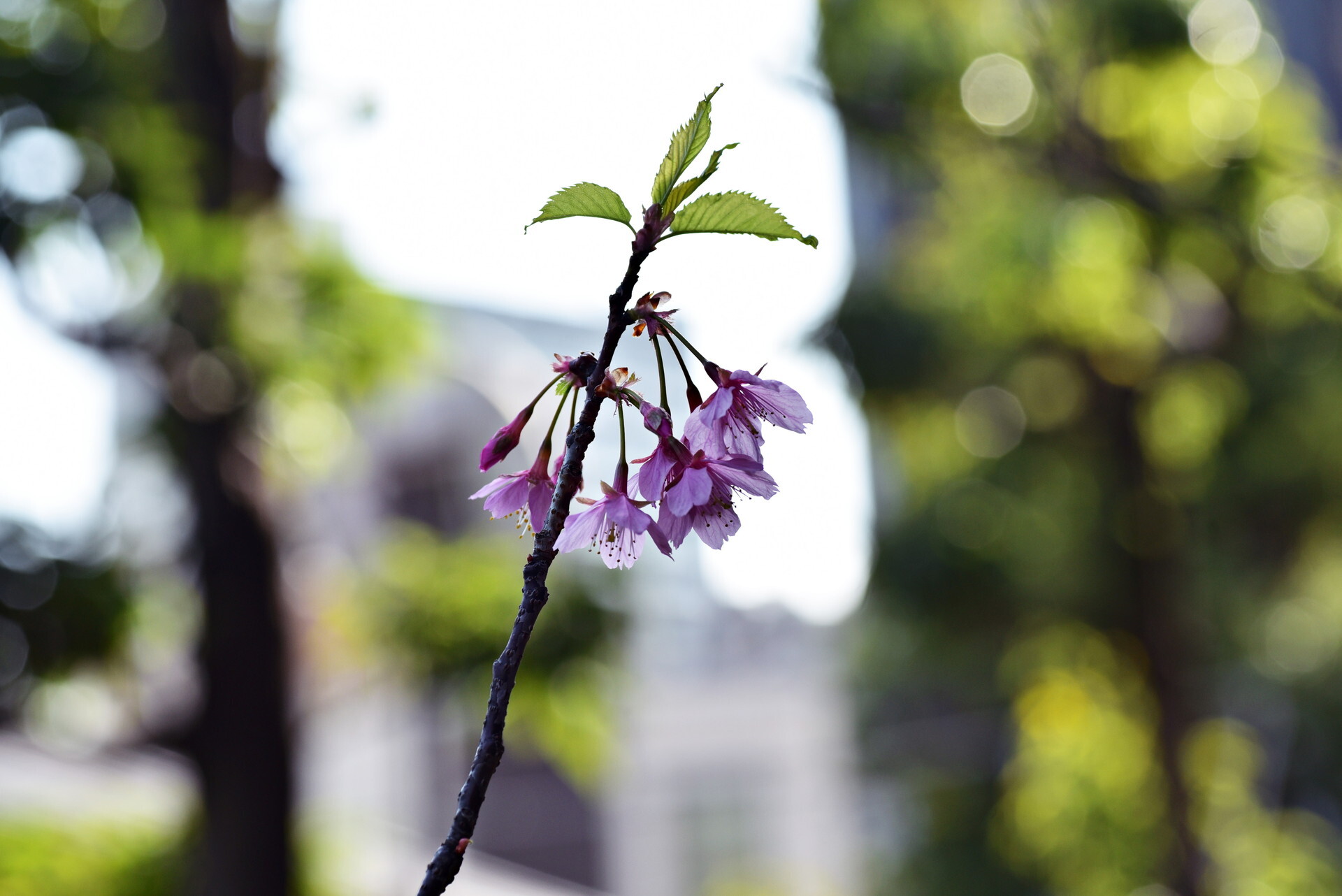 河津桜 花と蕾