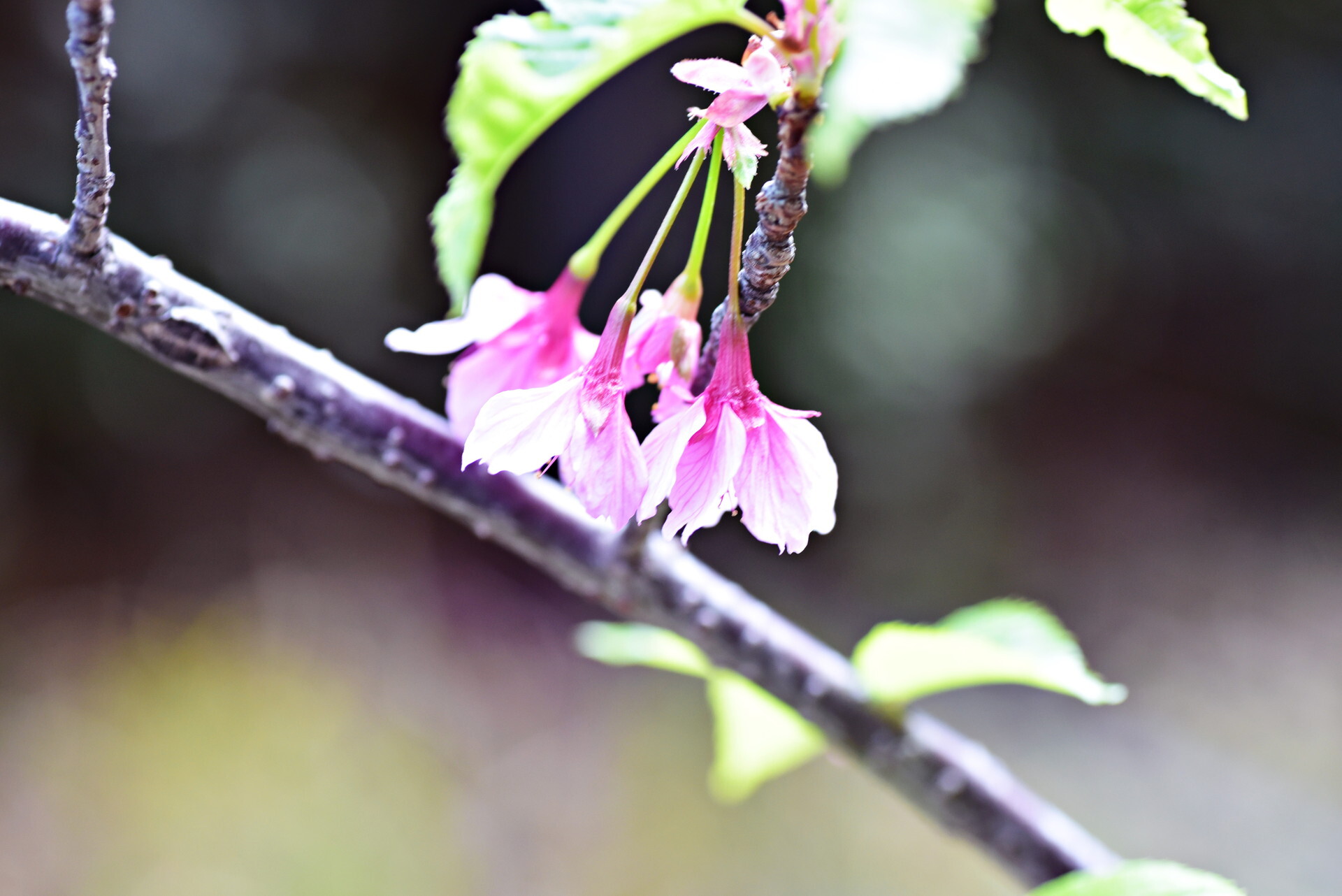 河津桜 開花