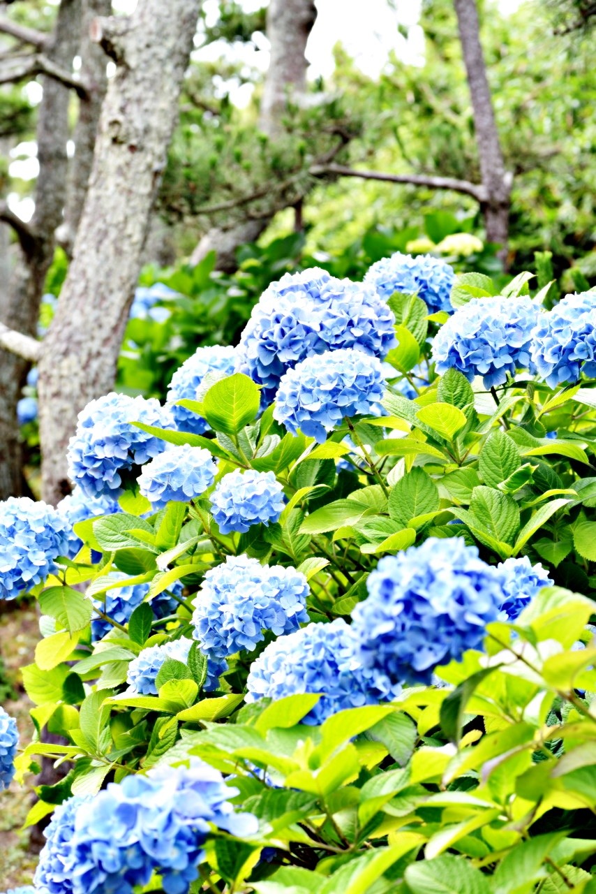 DSC_6549