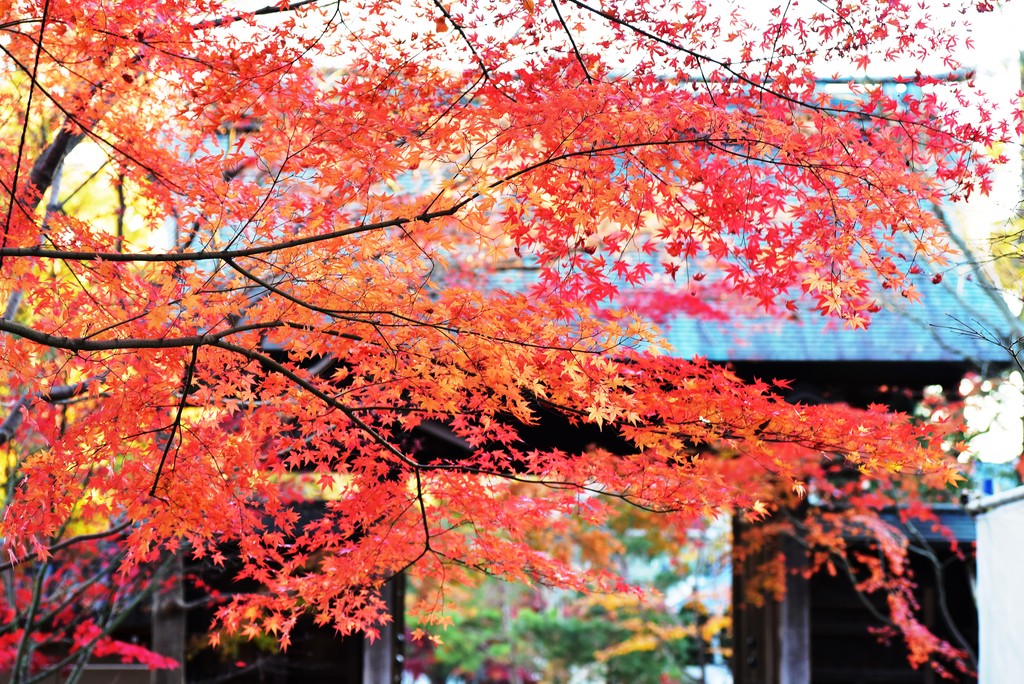 DSC_1932
