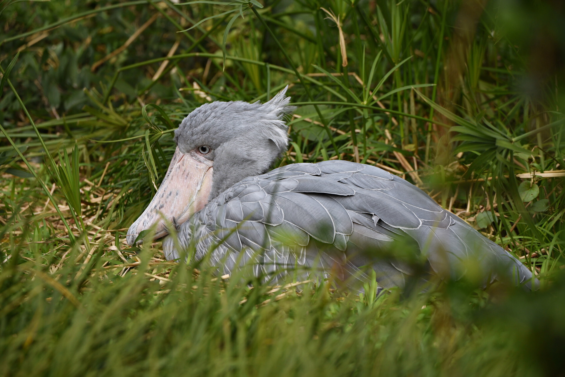 DSC_8550