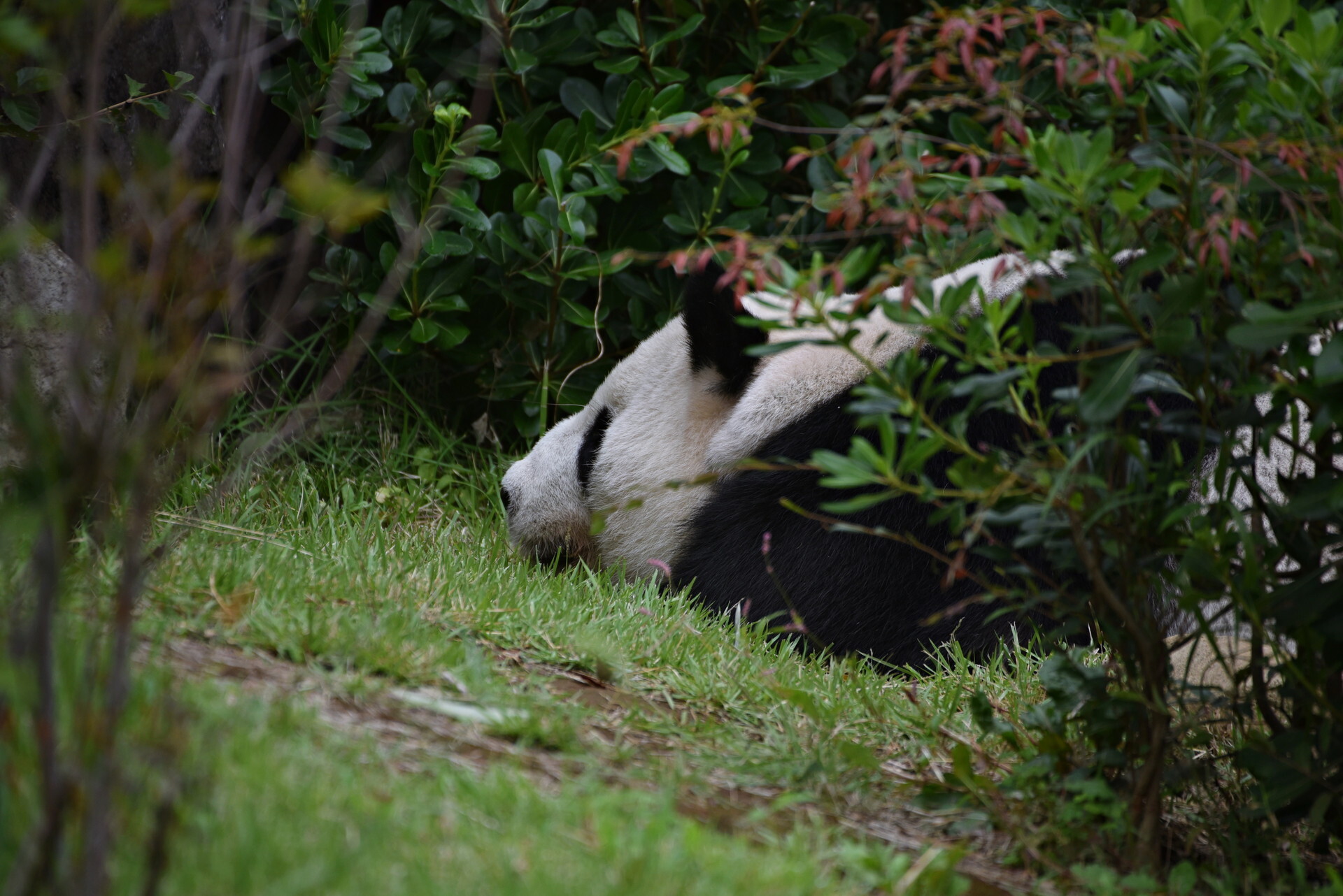 DSC_3026