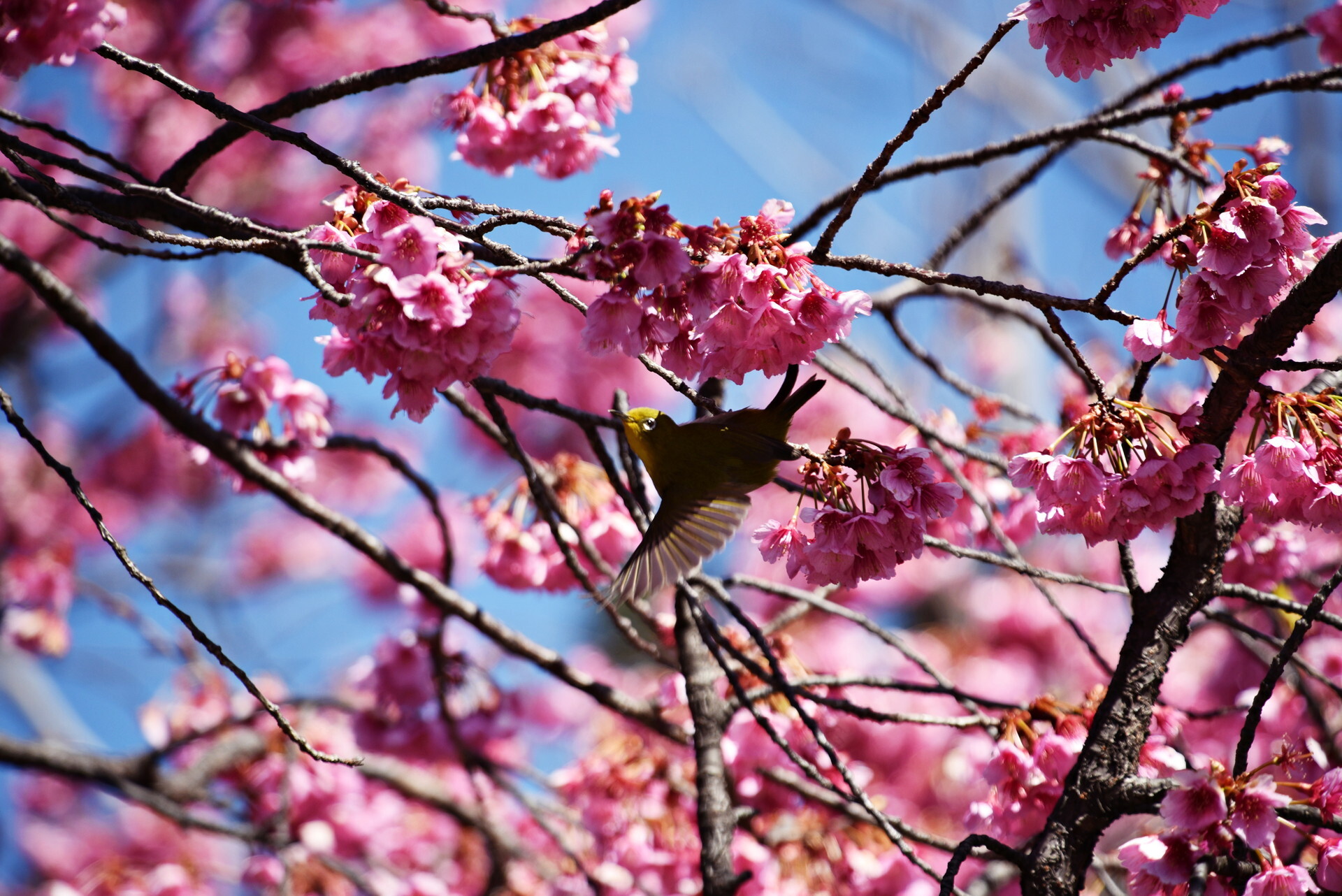 品川めぐり : 荏原神社の寒緋桜と天王洲の河津桜（2022） : くまちゃん