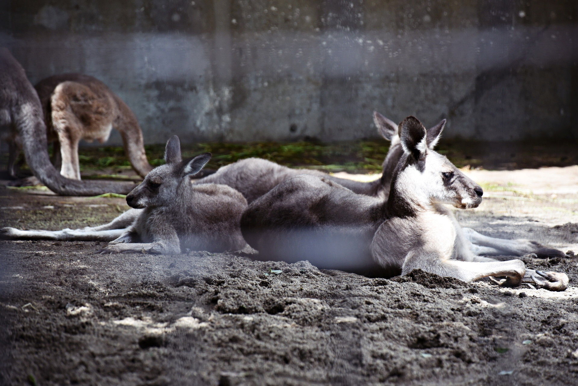 上野動物園 カンガルー