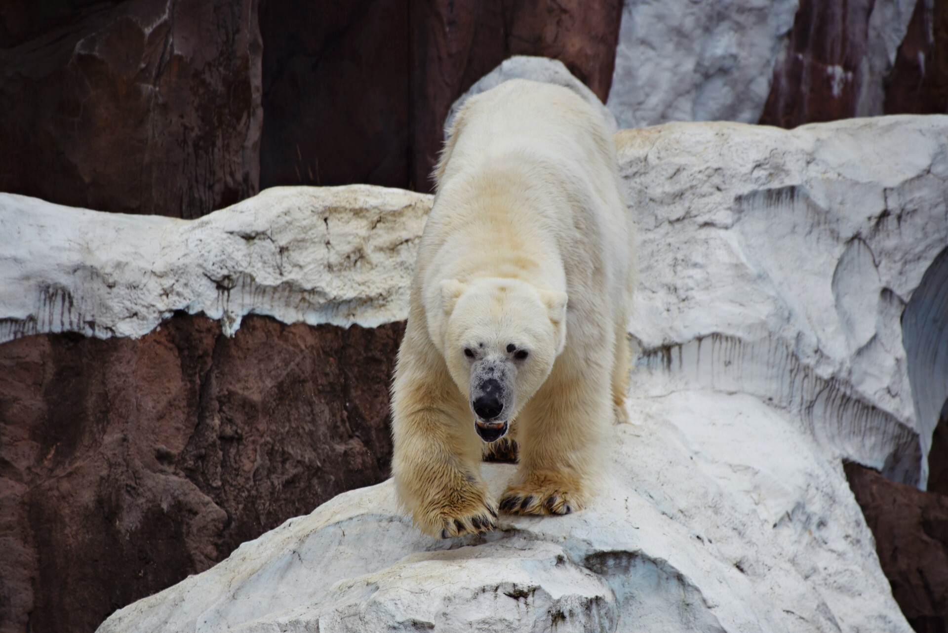 �ۥå��祯���޾���ưʪ��2