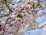 RIMG0913
