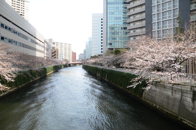 桜3