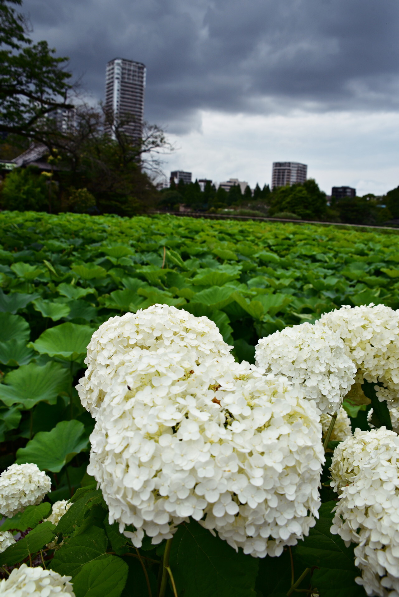 ����������ϡ ����ưʪ��